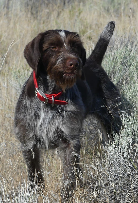 German wirehaired pointer puppy deals